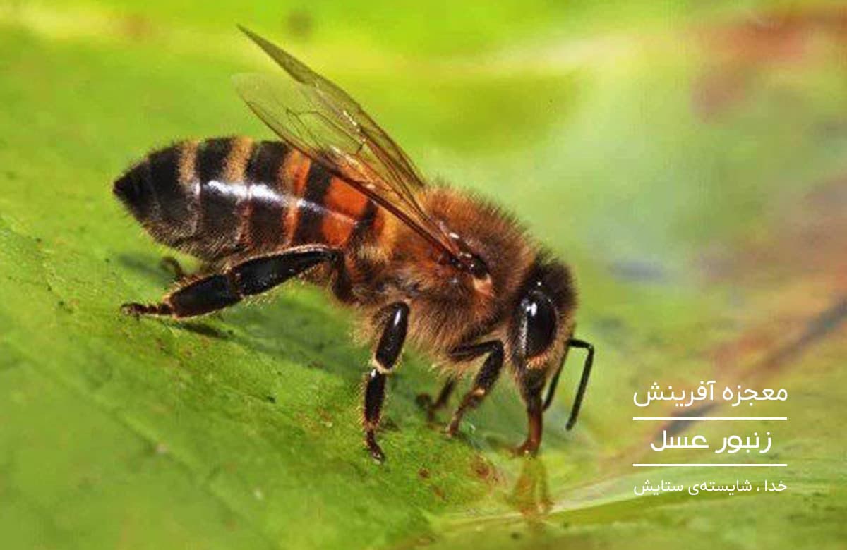 بنر صفحه اصلی