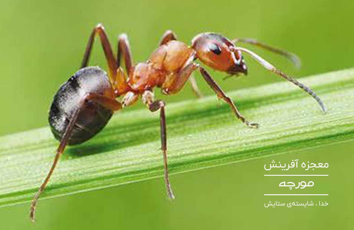بنر صفحه اصلی
